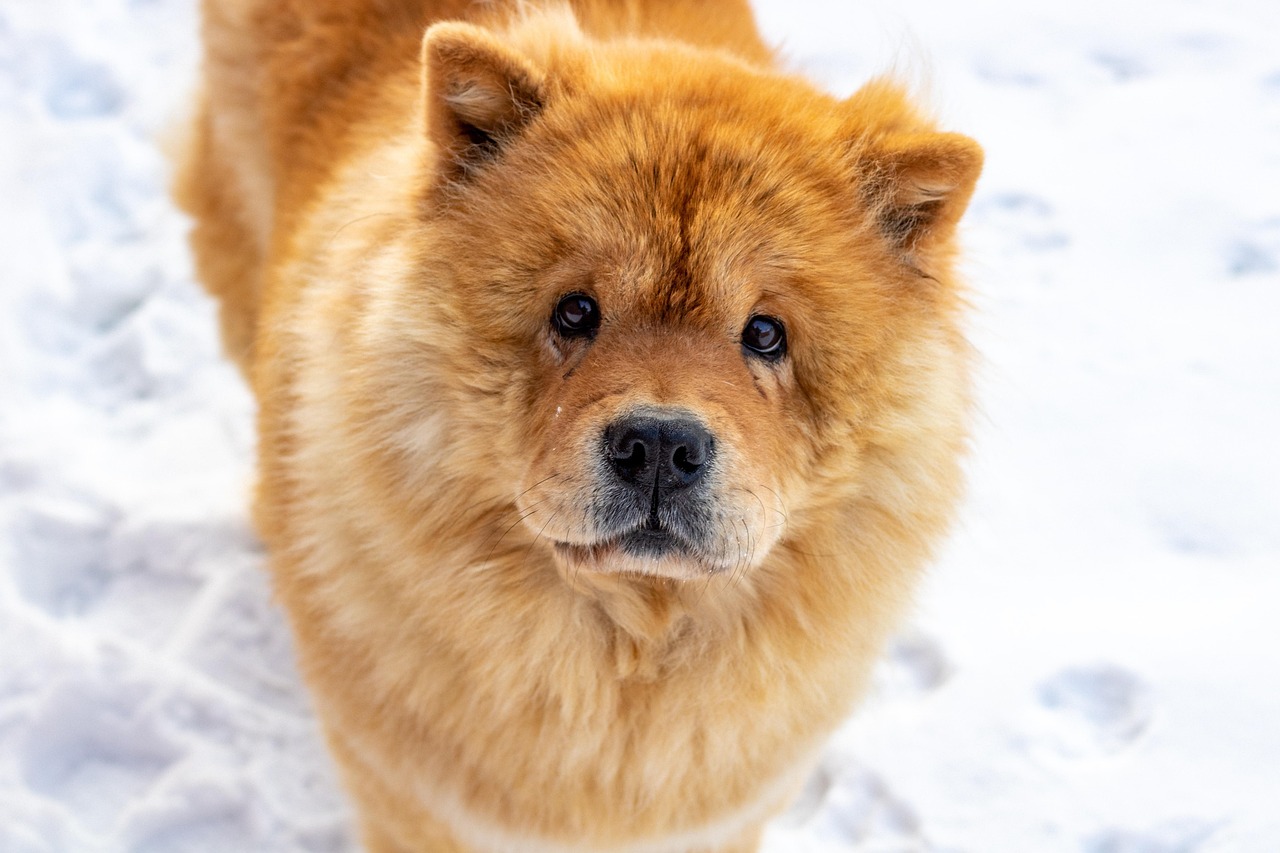 Chow Chow
