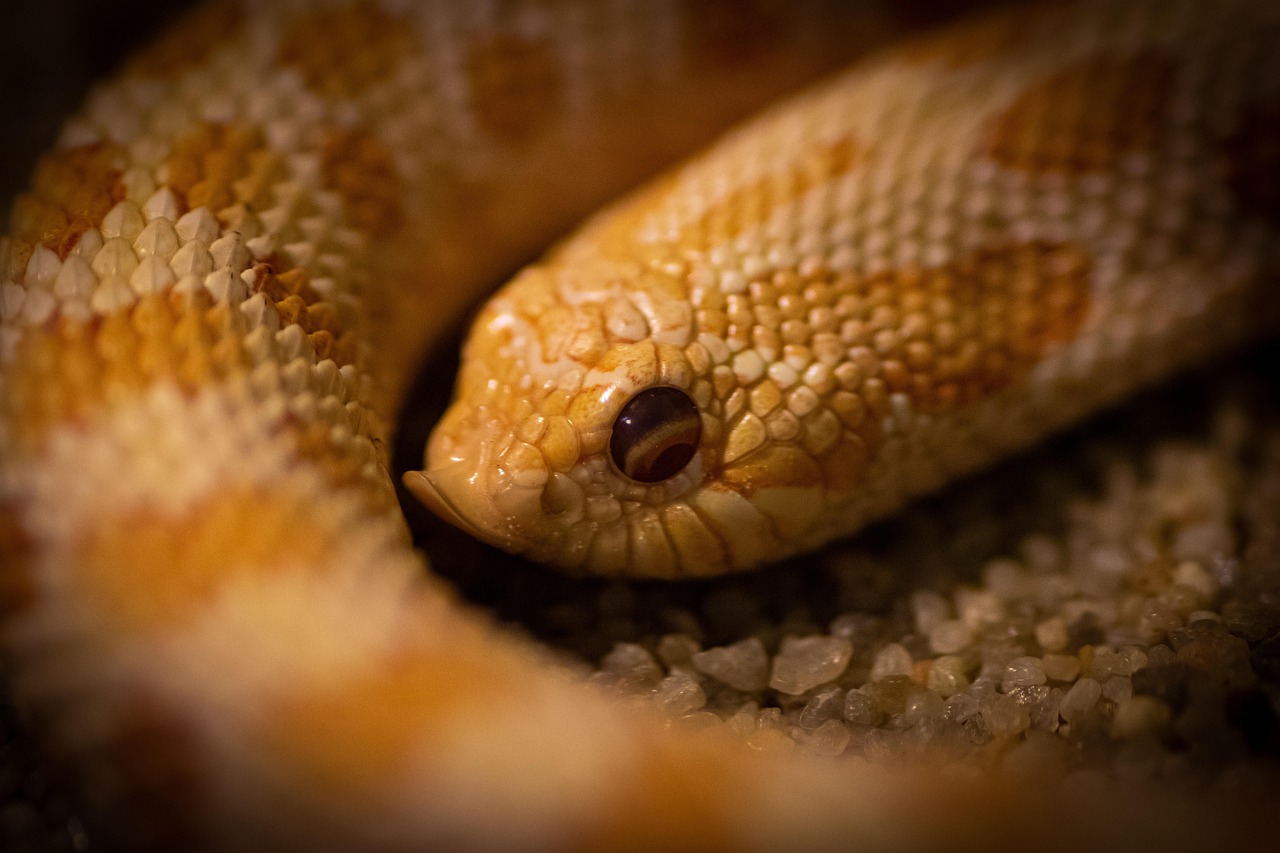 Hognose Snake