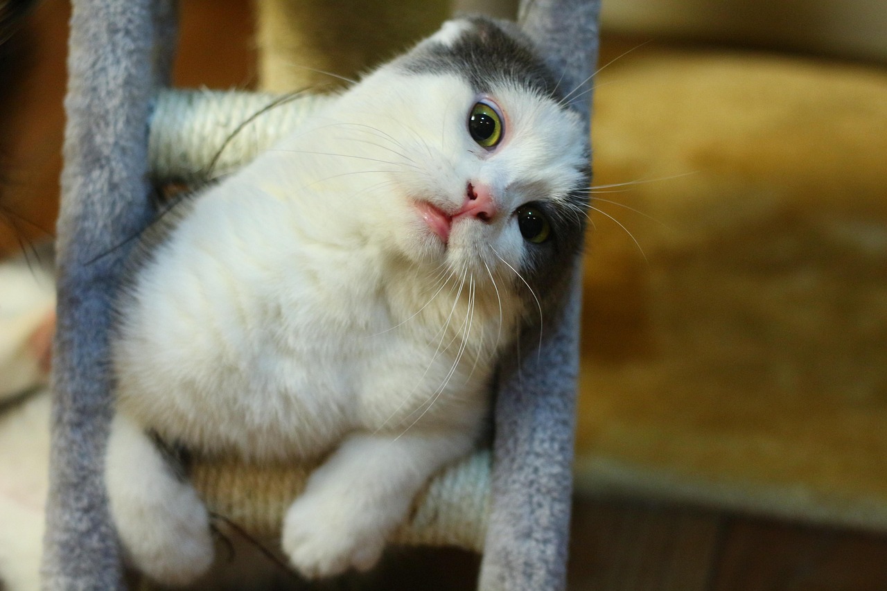 Munchkin Cat